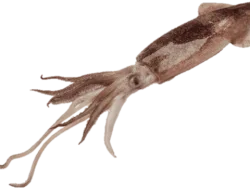 Squid south Africa