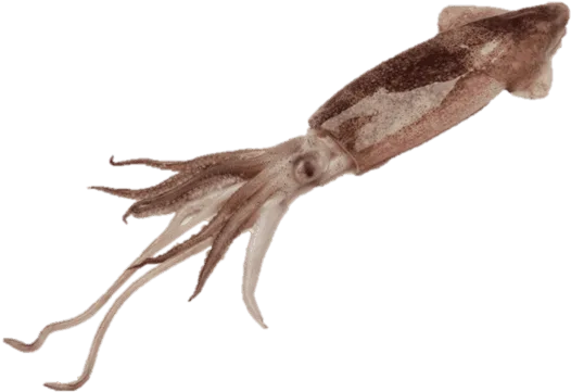 Squid south Africa