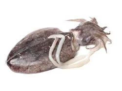 Cuttlefish Greek I.Q.F