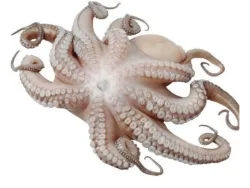 Octopus Indonesia