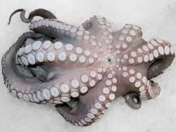 Octopus Greek
