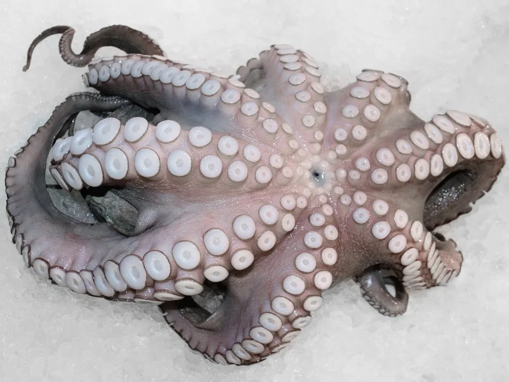 Octopus Greek