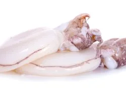 Squid whole –  clean