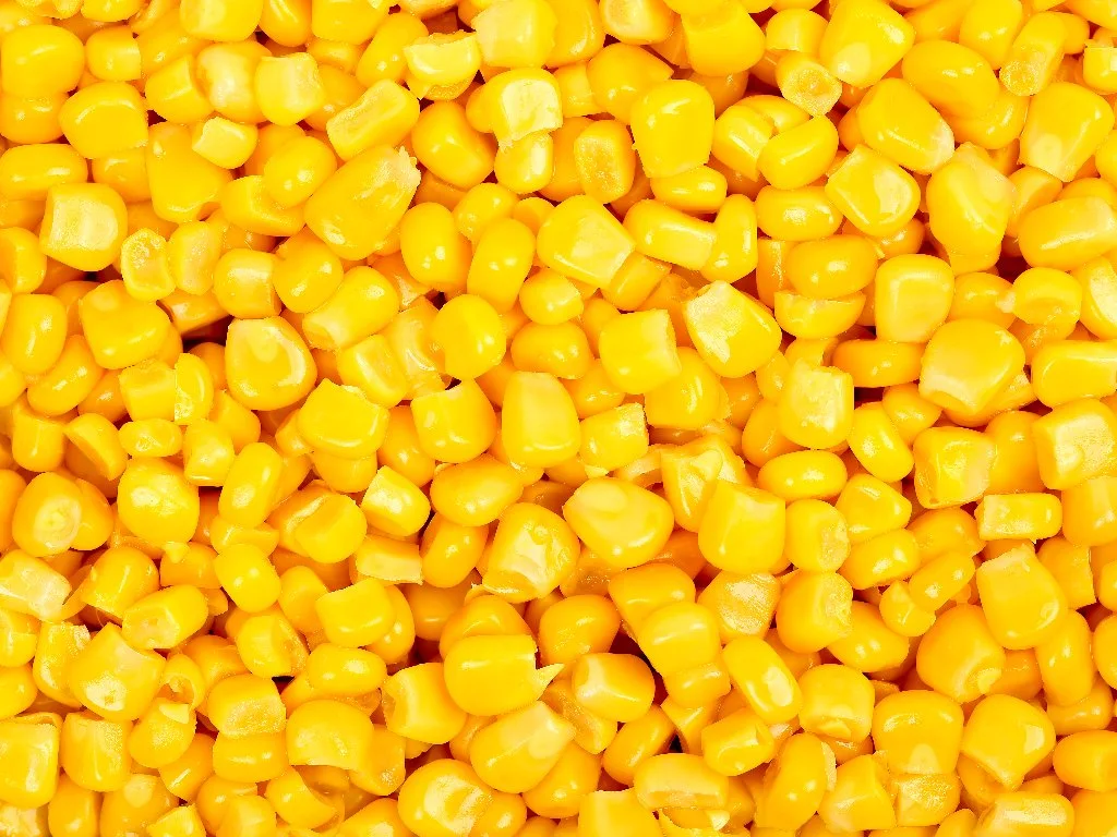 Sweet corn