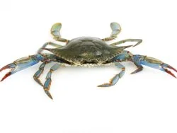 Whole blue crab