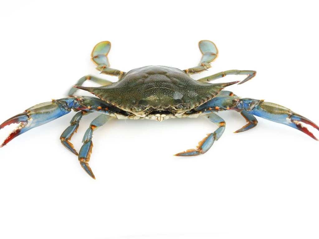 Whole blue crab