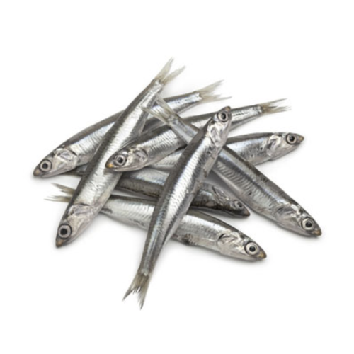 Yialtas - anchovies gayros engraulis encrasicholus clone